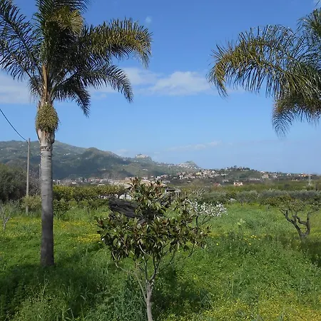Mimosa * Calatabiano